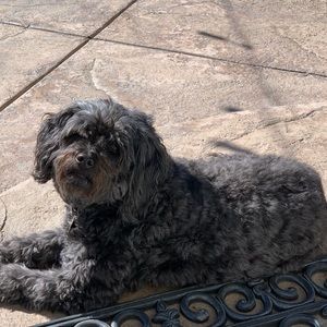 Meet your Posher, Audrey